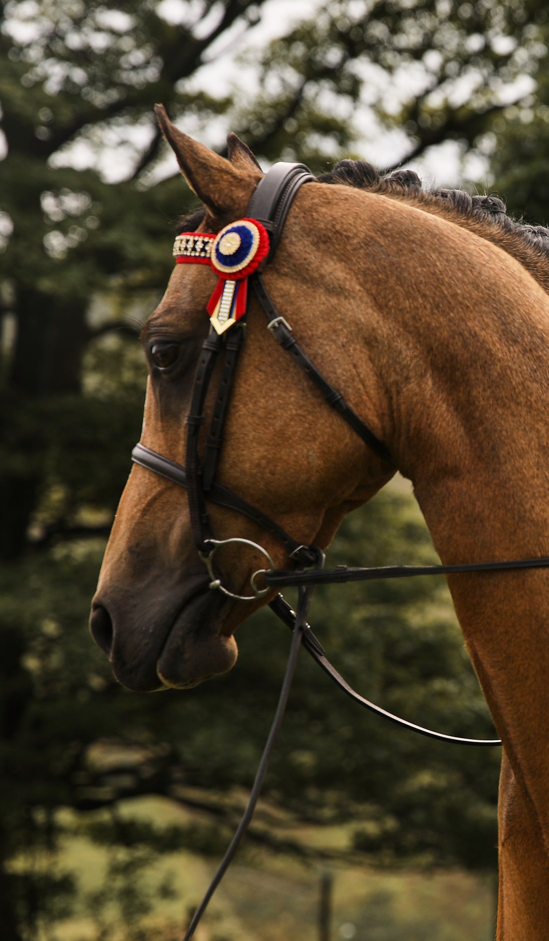 Show Pony - Riding Horse Snaffle Bridle