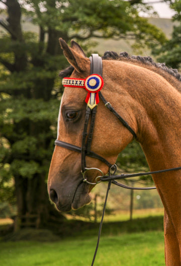 Complete Show Bridle